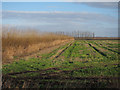 Stubble field, Methwold Fens