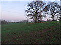 Brassy Bank Looking towards Pyms Lane