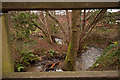 The view downstream from a footbridge on Coney Gut