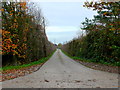 Track to Bickmarsh Lodge