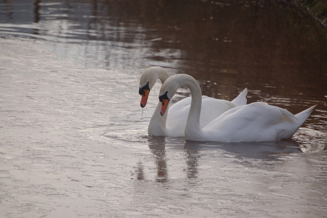 Mute Swans breaking ice at Great Woodend Farm pond