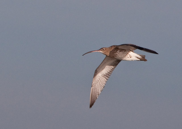 Overflying Curlew - Goldcliff