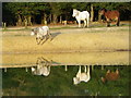 SU2212 : New Forest ponies at Cadman's Pool by Maigheach-gheal