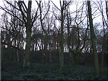 SE2838 : Woodland beside the A6120 by JThomas