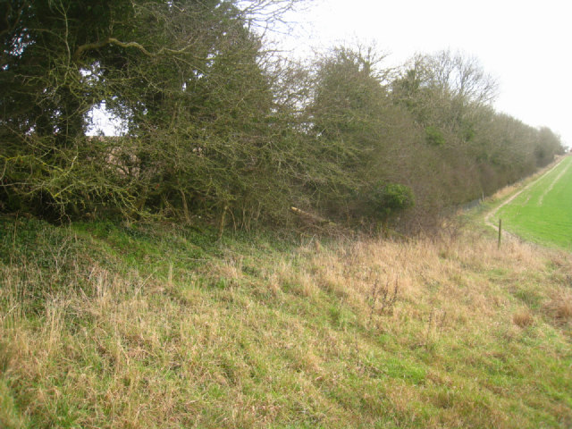 Hedge on Stubbington Down