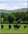 Grazing south-west of Tregaron, Ceredigion