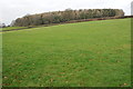 Wood above Upper Farm