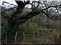NM9442 : Old oak at Druim na Claoidh by Alan Reid