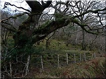NM9442 : Old oak at Druim na Claoidh by Alan Reid