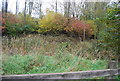 Marshy pond by the Blackwater Valley Path