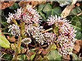 Butterbur flowers, Holywood