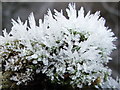 NZ3174 : Close up of Winter Frost by Christine Westerback