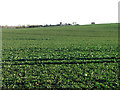 Oilseed rape crop near Kettleburgh