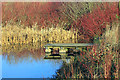 Monk Bretton Park Pond