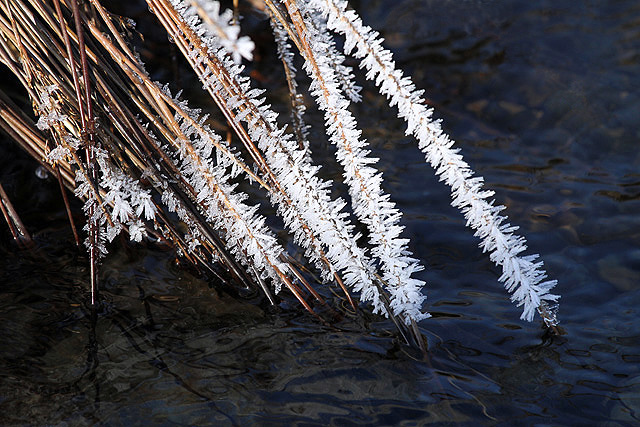 Frosted reeds near the Douglas Burn