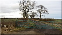 NT9743 : Road, Berrington Lough by Richard Webb