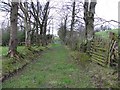 Overgrown lane, Dunbiggan