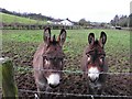 Donkeys, Dunbiggan