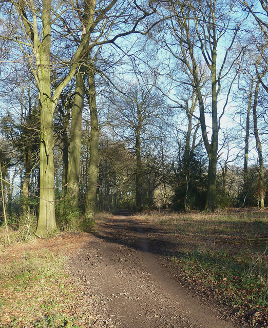 The Ridgeway through Pavis Wood