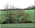 A Penny Farthing in fields near Okenhill Hall