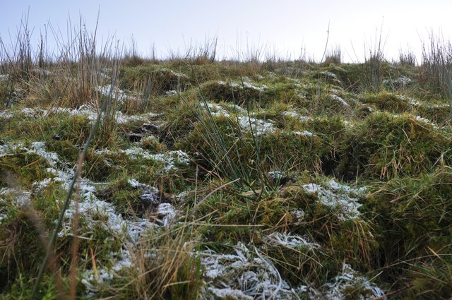 Exmoor : Moorland Grass