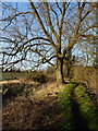 Remains of the Donnington Wood canal at Lilleshall