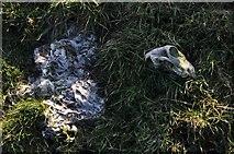 SS7541 : Exmoor : Sheep Skull by Lewis Clarke