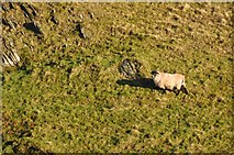 SS7541 : Exmoor : A Sheep by Lewis Clarke