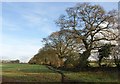 Trees, Ashridge Moor