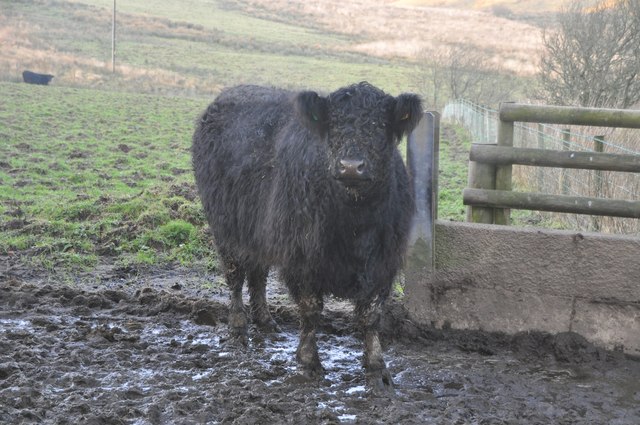 Exmoor : Galloway Cow