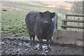 Exmoor : Galloway Cow