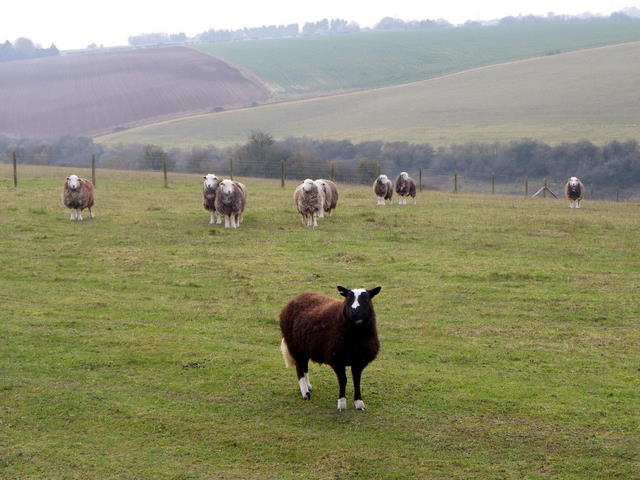 Sheep, Coombe Bissett Nature Reserve