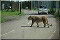 ST8143 : Longleat - Safari Park Lion by Anthony Parkes