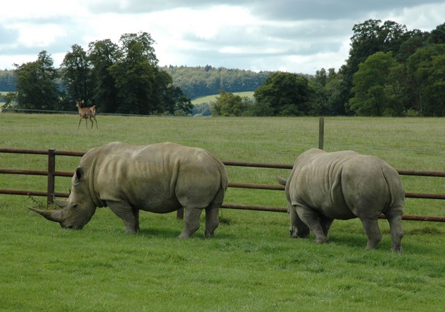 Longleat Safari Park - Rhino