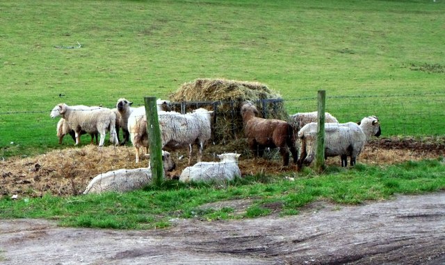Rare breed sheep feeding, East Dean, East Sussex