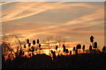 TR0062 : Teasels in silhouette at Oare by pam fray