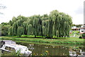 TQ7353 : Weeping Willows by the River Medway by N Chadwick