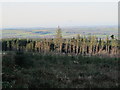 Cleared area in Slaley Forest southwest of Spring House