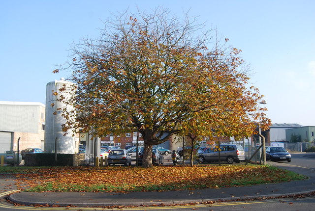 Autumnal tree, Morley Rd