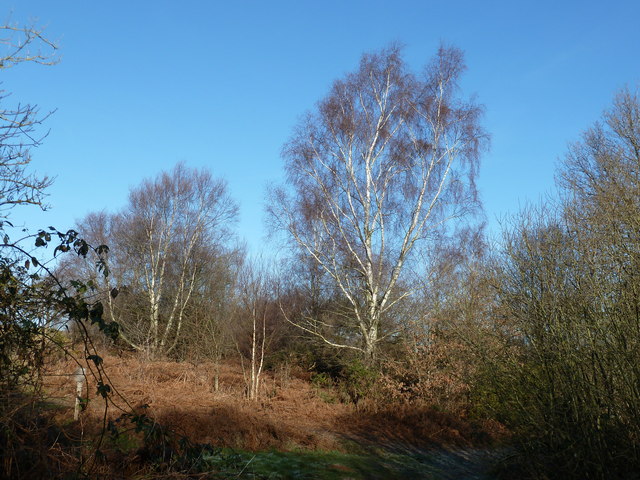 Birches on Red House Common