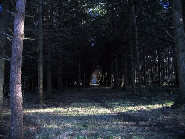 Woodland near Dye House