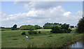 Canalside pasture south of Adderley, Shropshire