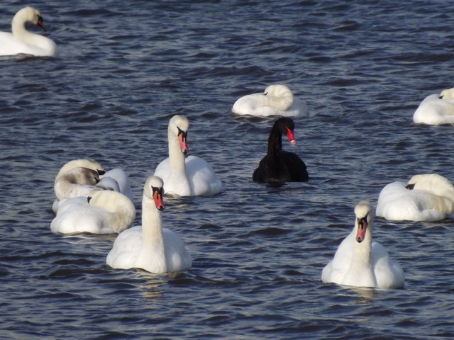 A black swan lost in a crowd of white swans. Image courtesy Colin Smith via Geograph. Click photo for details.