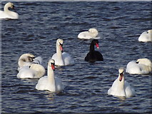 SY6180 : The Black Swan of the Family by Colin Smith