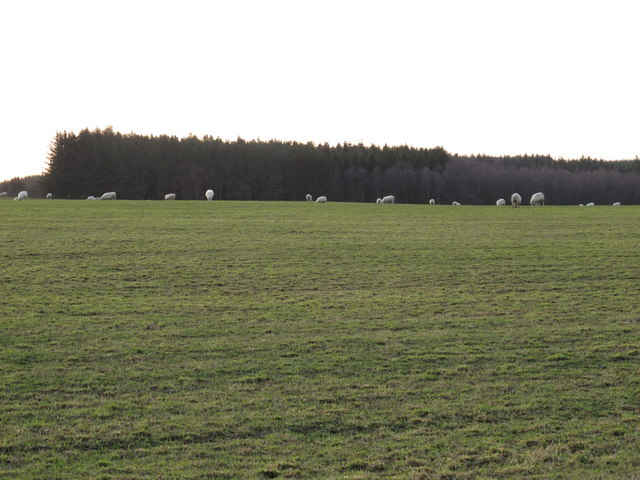 Pastures east of Square Plantation