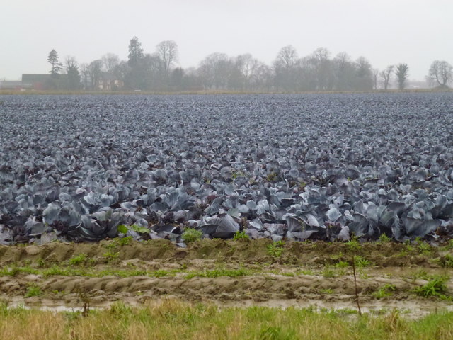 Cabbage field near Cobgate Farm, Weston
