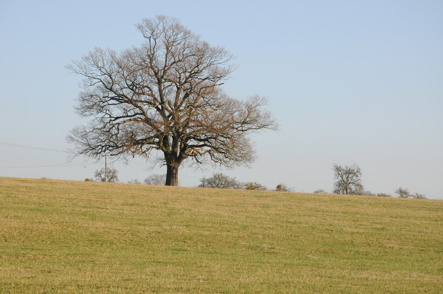 Tree Near Brownheath Common © Philip Halling Geograph Britain And Ireland