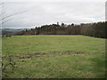 View towards Pasturehill Wood