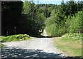 NX4564 : A cycle track in Kirroughtree Forest by Ann Cook
