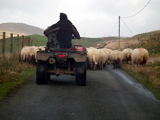 Herding sheep the modern way